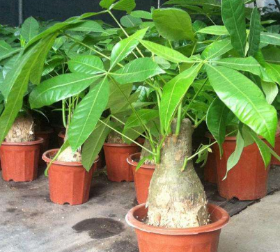 把"发财树"养在客厅,若你没有注意这3点,难怪很难把它给养活