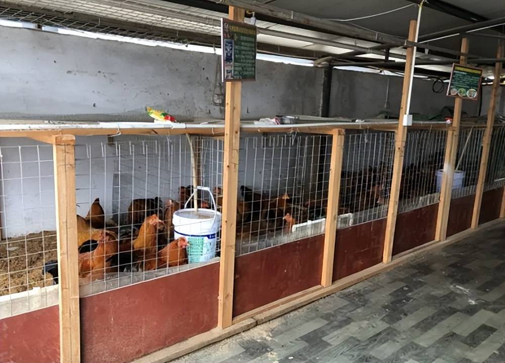 庭院养鸡无法抽时间去打理.采用发酵床技术,无需清理鸡粪