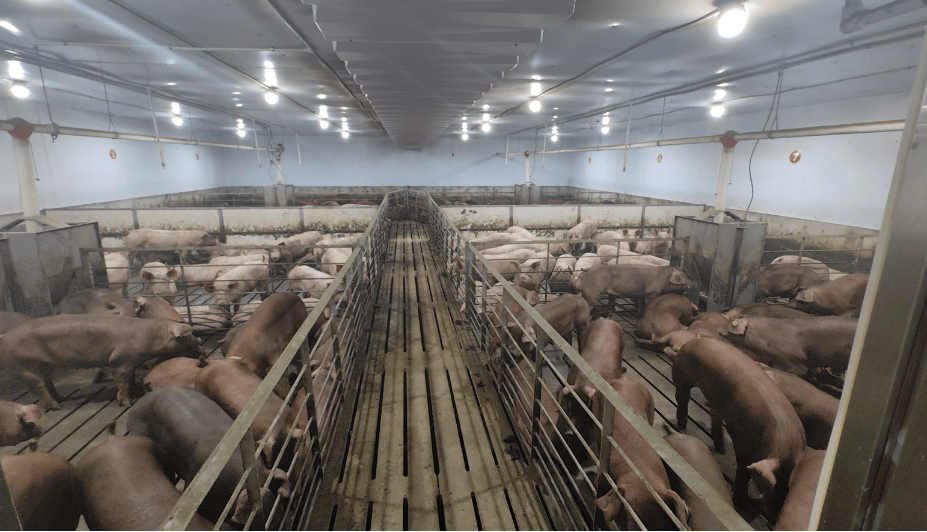 探访加大种猪场:年销20万头,不止真双阴,日增重和料肉比更惊喜