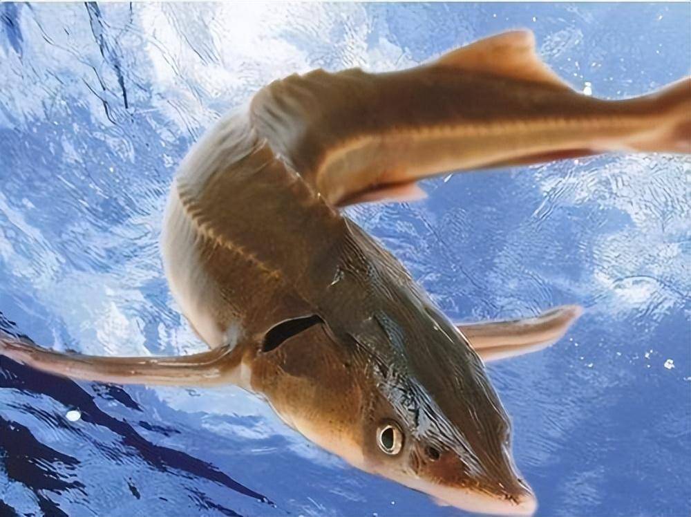 揭示淡水生物的奇妙命运!