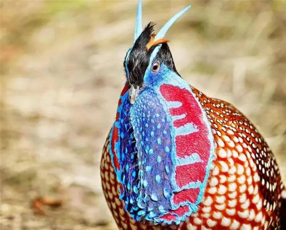 蓝脚鲣鸟在求偶时,为何会竖起尾羽并高高抬起一只脚,展示其脚面鲜艳的