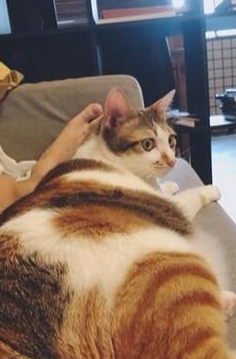 一张图证明猫咪是液体,凳子缝留下一块肥肉,14斤肥猫装无辜