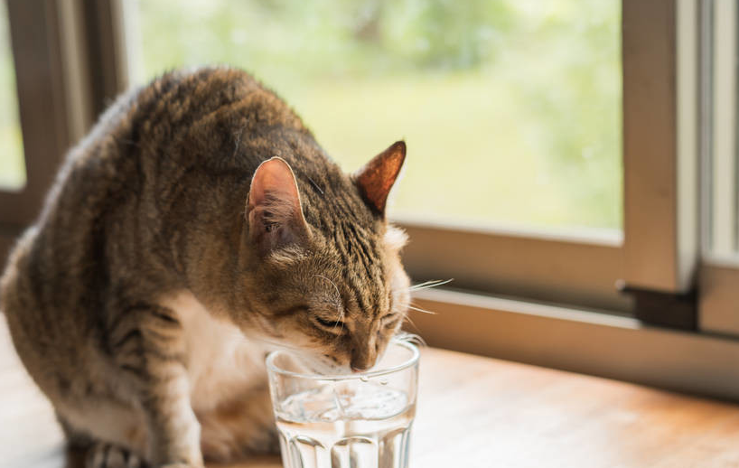 猫为啥爱喝主人水杯里的水 不是眼馋 是因为主人的水更好喝