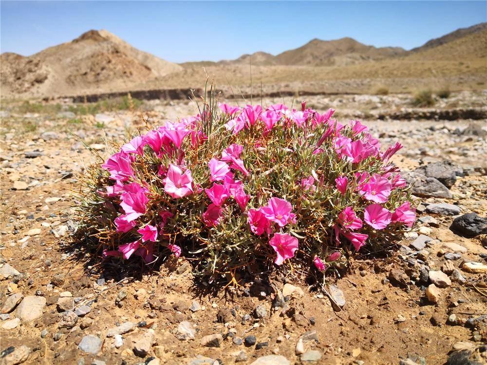 内蒙古狼山"荒漠玫瑰"开花了,身上长有坚硬短刺,牛羊马都不吃