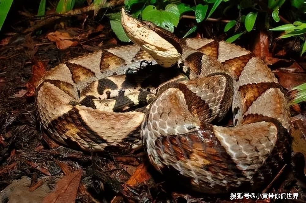 4.2 毒性强度与排毒量不同种类的毒蛇排毒量和