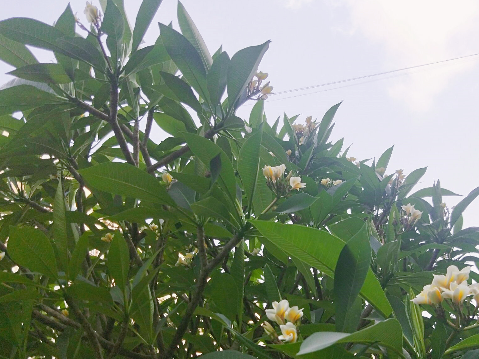 花卉中的"小鸡蛋",鸡蛋花开迎夏季,盆栽在家好观赏!