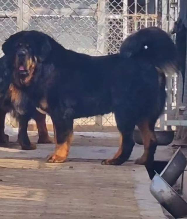 金泰獒业:诚信为本,勇夺首届"金牌獒业"冠军_藏獒_养殖_河北省黄骅市