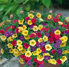 阳台养这2种花,一年四季都是"花园",花朵稠密,鲜艳_开花_养护_盆栽