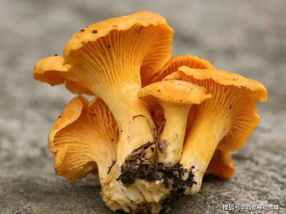 菌"香"易门,云南野生食用菌"十大名菌"发布