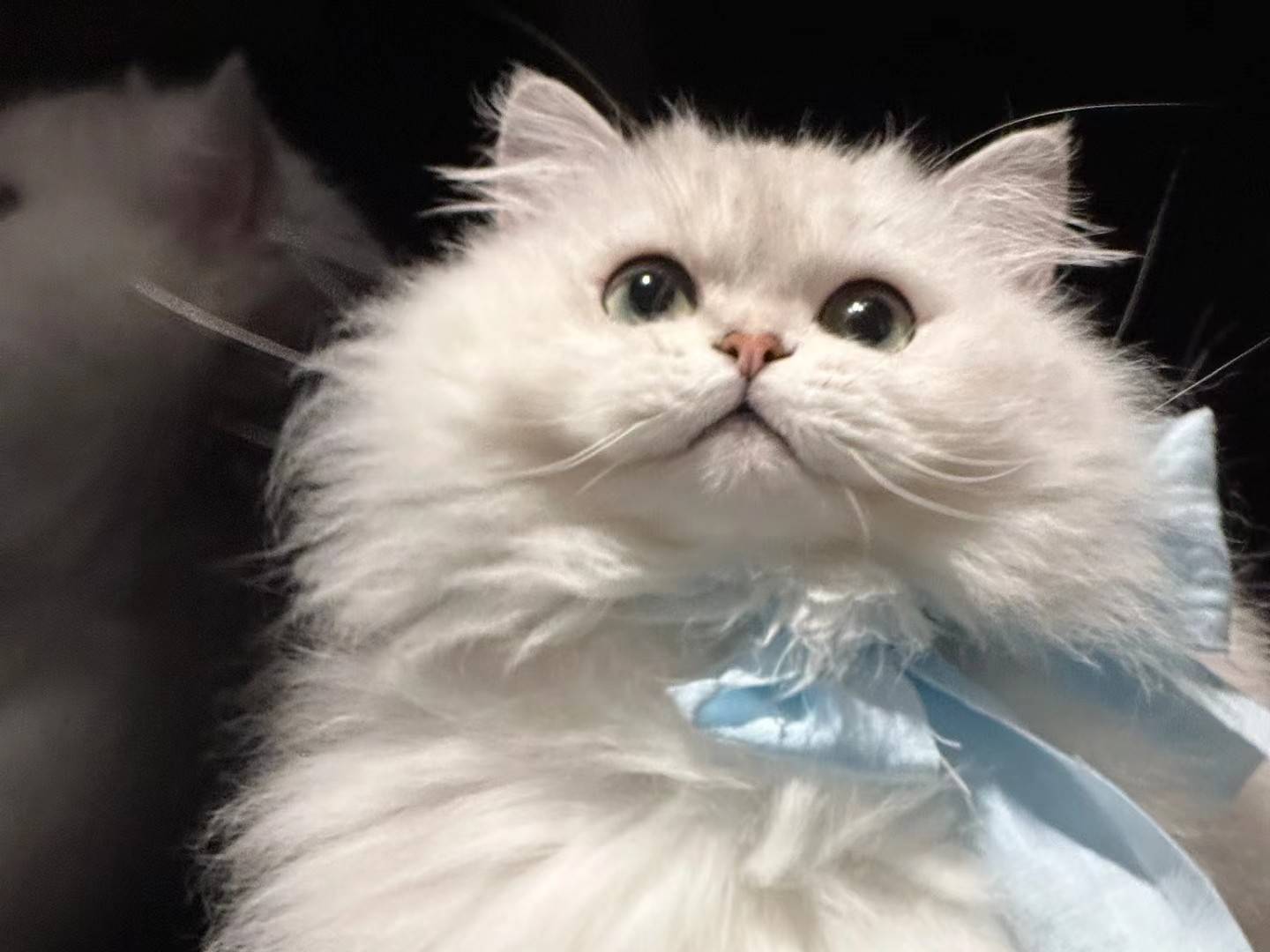 普安特兽药科普:猫界"人造公主"——金吉拉猫