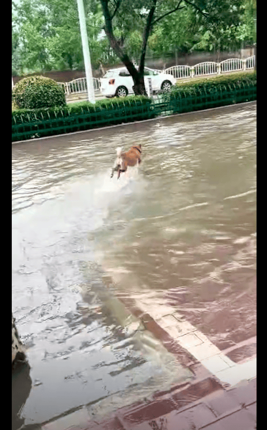 狗狗却开心到不行！狗 免费的泳池就是好玩 下暴雨城市内涝严重