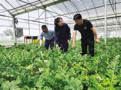 种植基地,放眼望去,一个个浑圆饱满的大西瓜掩映在茂密交错的藤蔓间