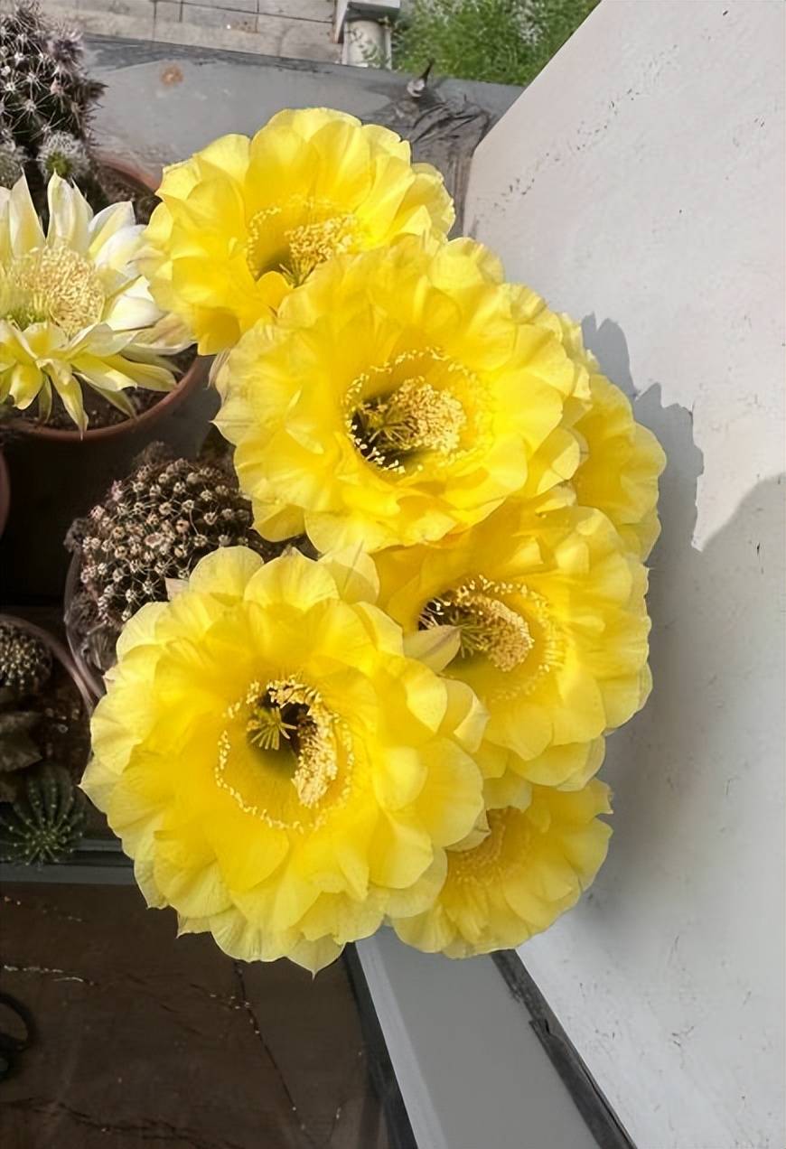 分享一款金黄色的仙人球,花色鲜艳爱开花,皮实好养不生病