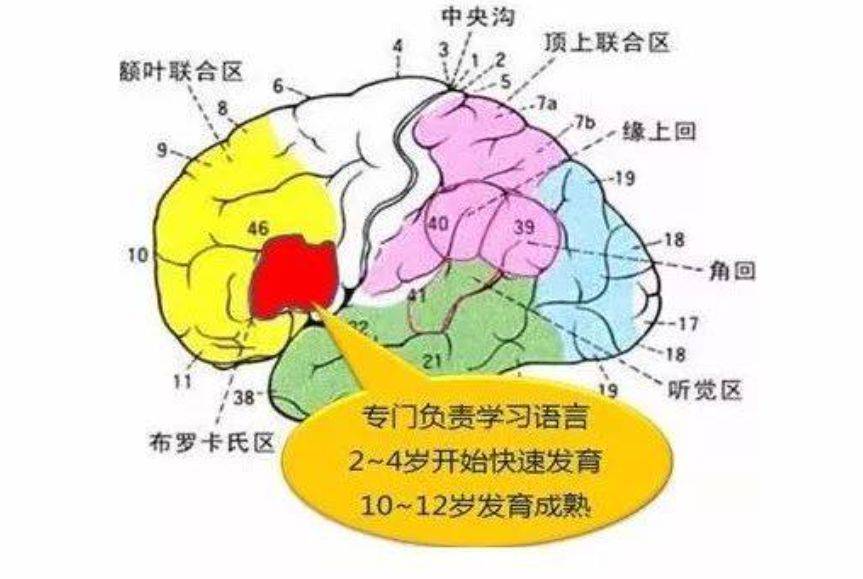 抓住关键期,激发孩子语言潜能:跟着吉的堡揭秘大脑中的布洛卡区