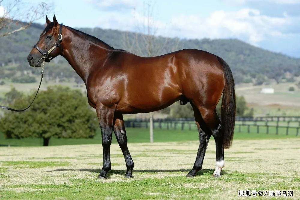 超3000万配种费"直接损失":5项一级赛冠军种马2024"休战"