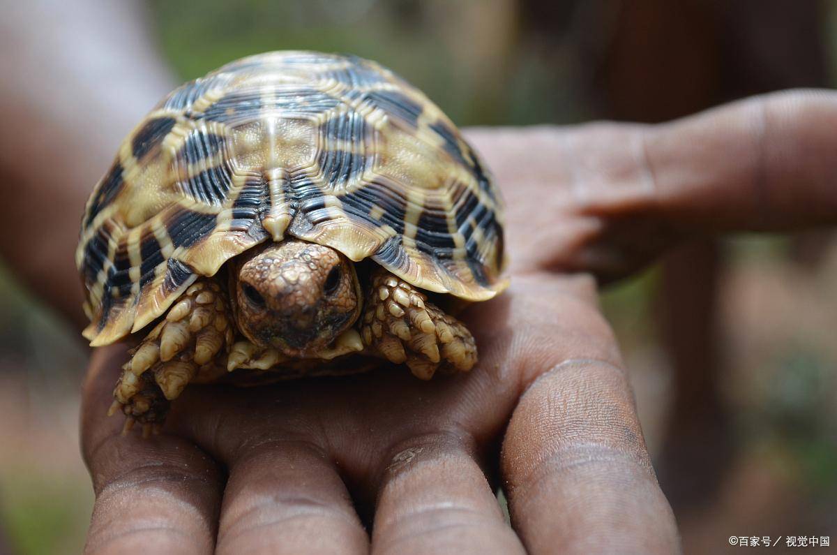 智商爆表！揭秘十大最聪明的龟类，快来看看你家龟龟上榜没？_搜狐网
