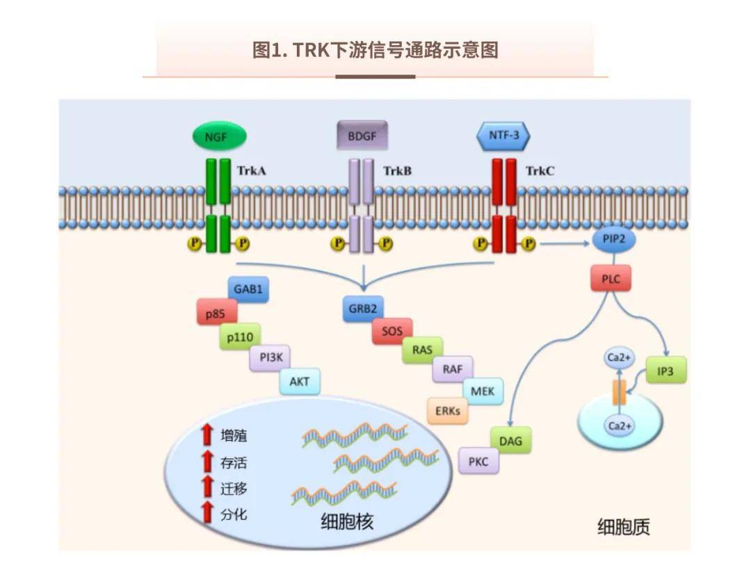 掌上药店 探究ntrk1/2/3基因融合突变的靶向治疗与检测方法