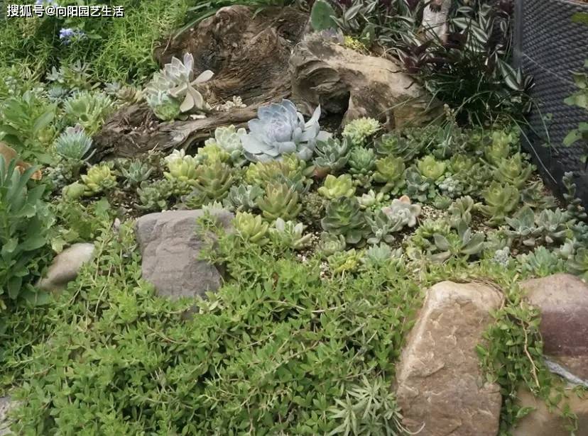 多肉种到鱼缸里,这样的"造景",纯属瞎闹,肯定养不活!