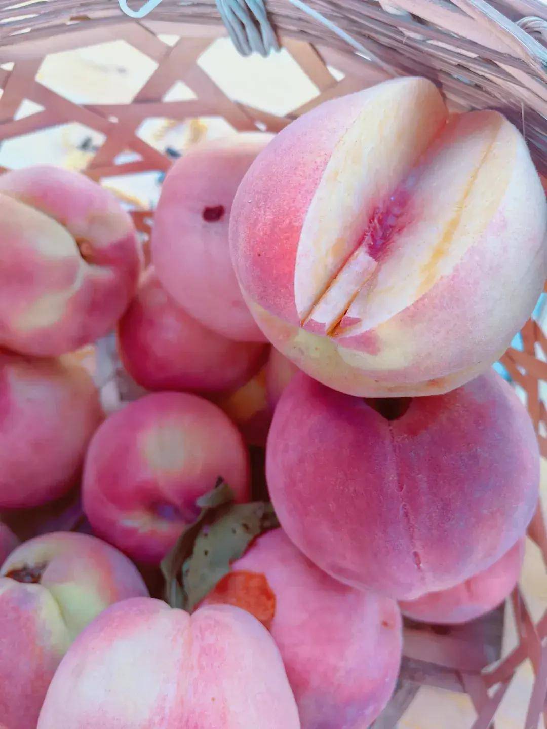 这些优越的地理条件为玫瑰香桃提供了良好的自然生长