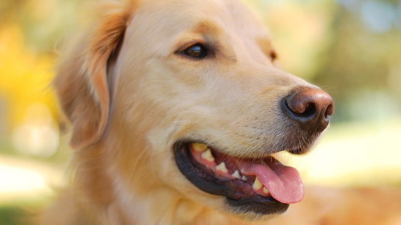 养了金毛之后,最想和它做的6件事,你实现了几件?