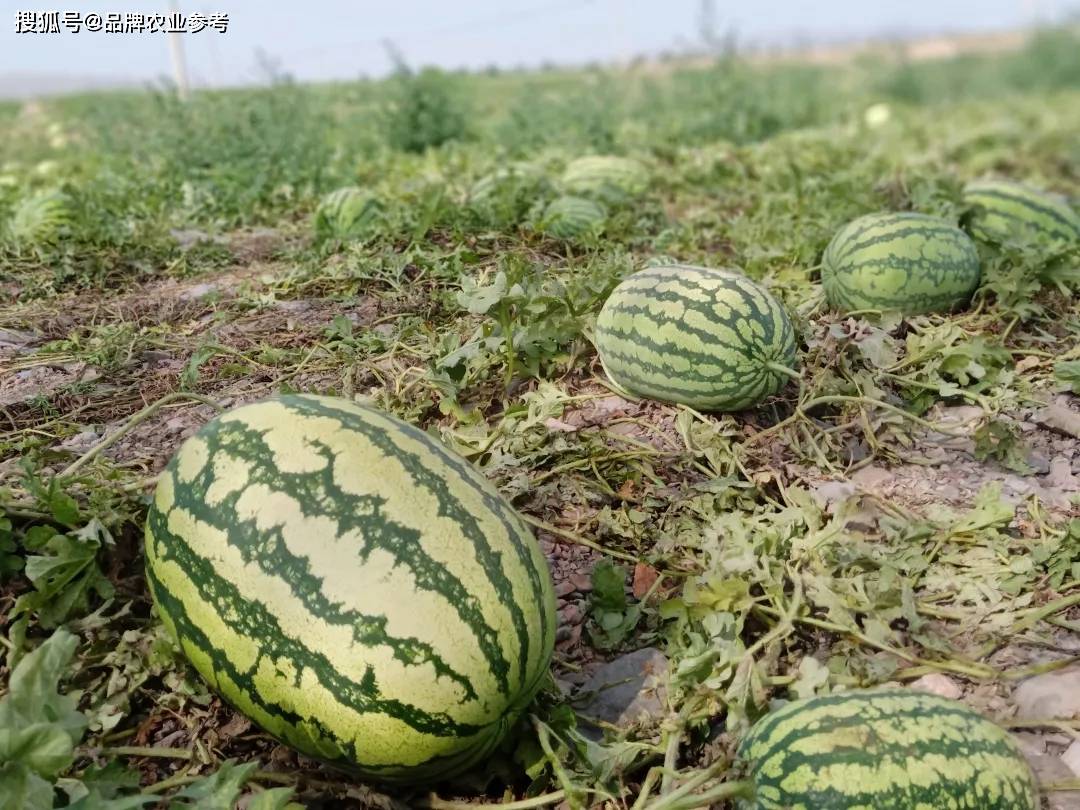 农参评论 | 宁夏西瓜"坐地起价",小农户与大市场如何衔接?