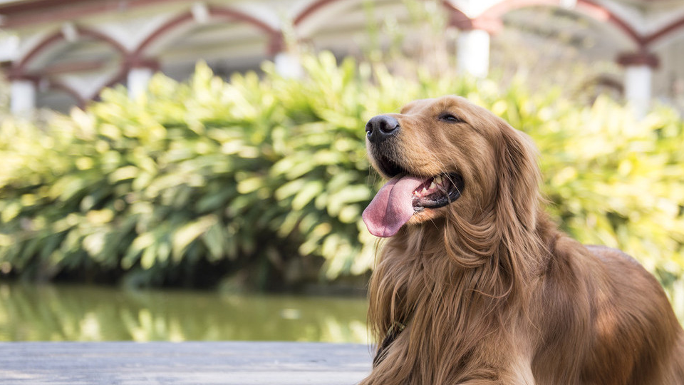 养了金毛之后,最想和它做的6件事,你实现了几件?