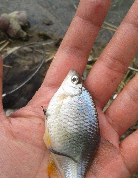 农村河里常见的4种小鱼,小时候很爱吃,你吃过哪些?