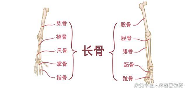 长骨结构模式图图片