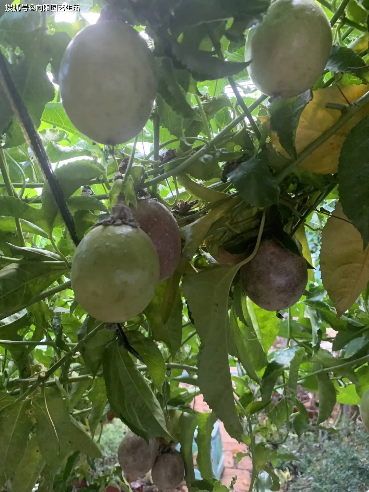 像百香果这种爬藤植物,其实在北方地区也照样是可以种植的,只不过在