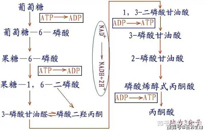 糖的代谢过程图解图片