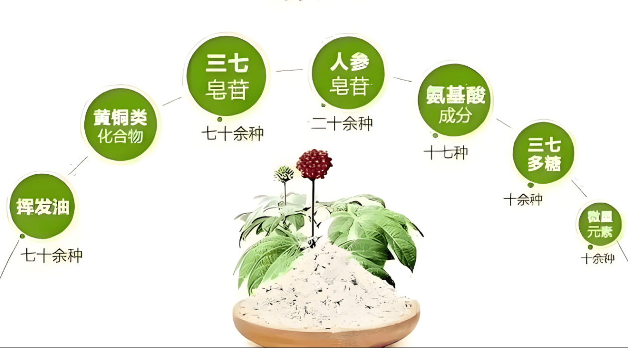 据古籍记载,早在明代,三七便因其独特的养生功效而备受瞩目,被誉为"