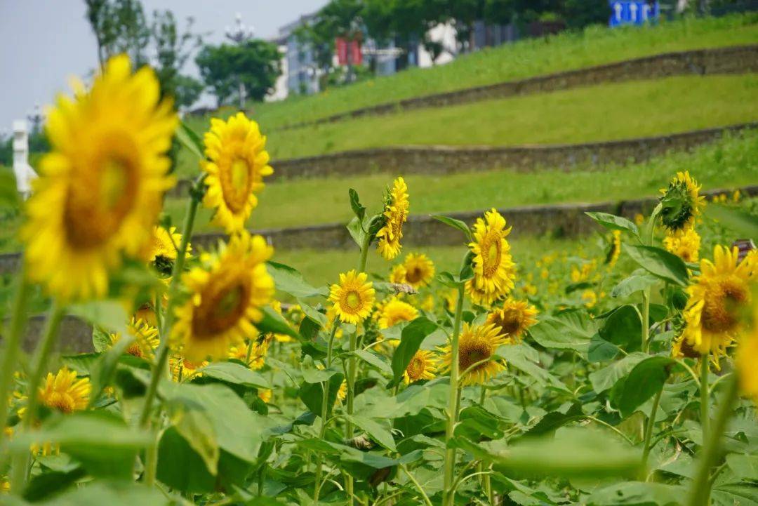 花海!美食!火把节!来感受被乐山【硬控】的假期!