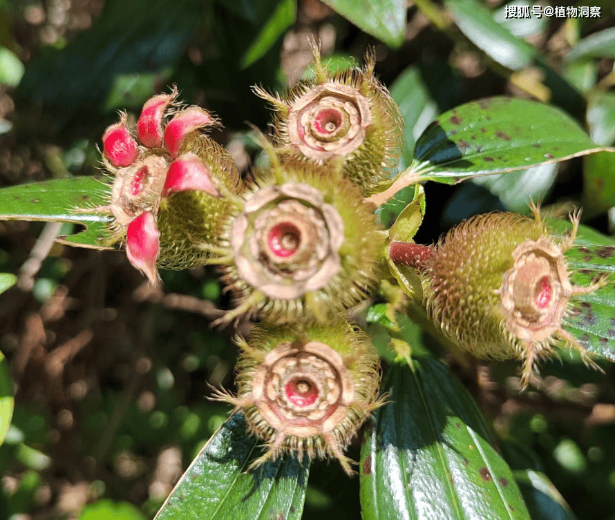 这植物很像地稔,俗称"毛稔",果实酸甜可口,叶子及根还可以入药!