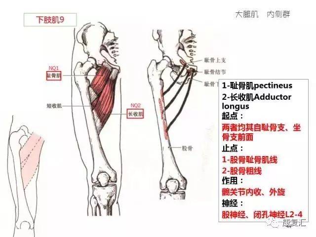 迎面骨肌肉图片