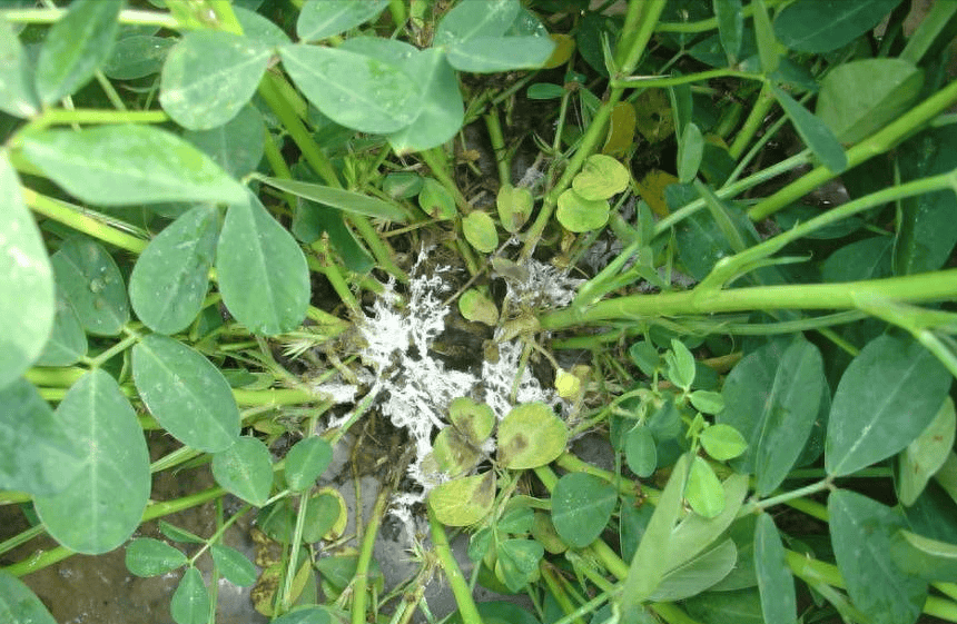 花生白绢病防治正当时