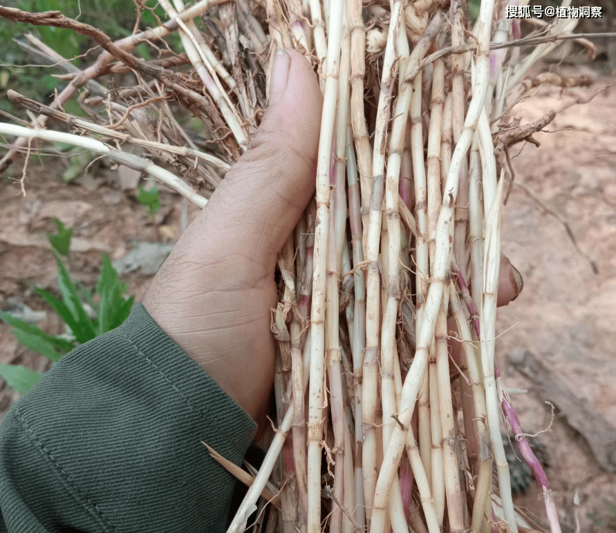 白头根草的用途和图片图片