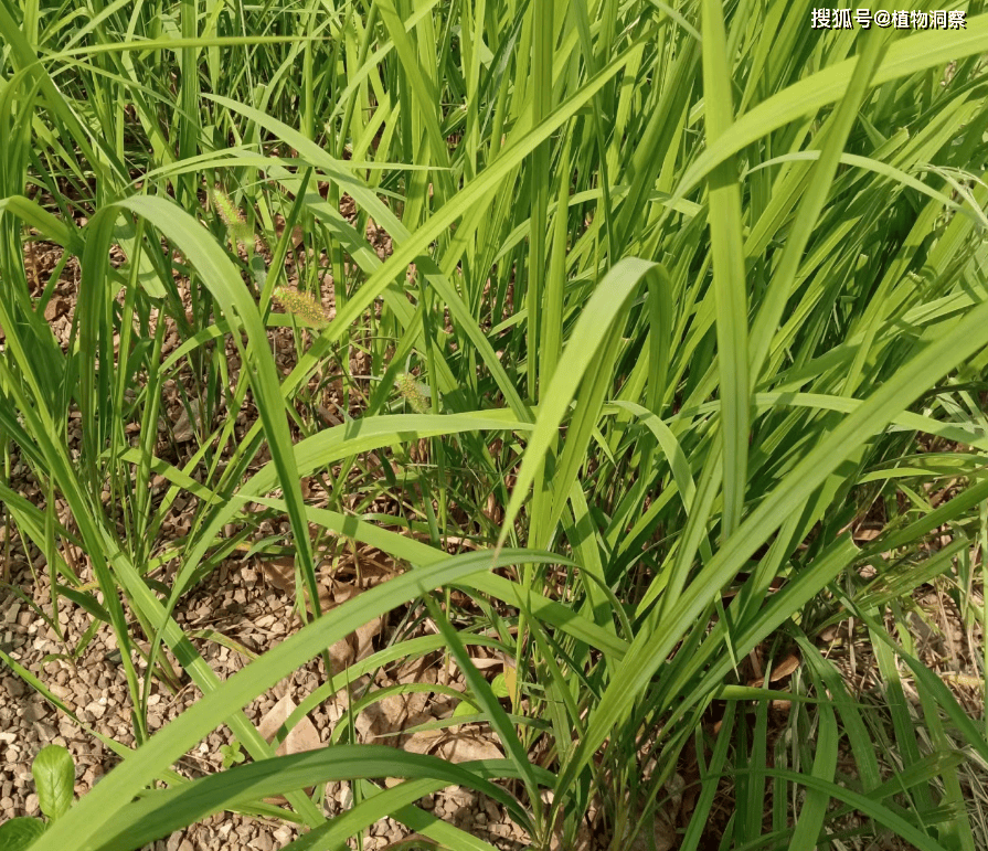 白茅根,儿时挖来当零食,殊不知它是中药材,70元1斤,遇到请重视!