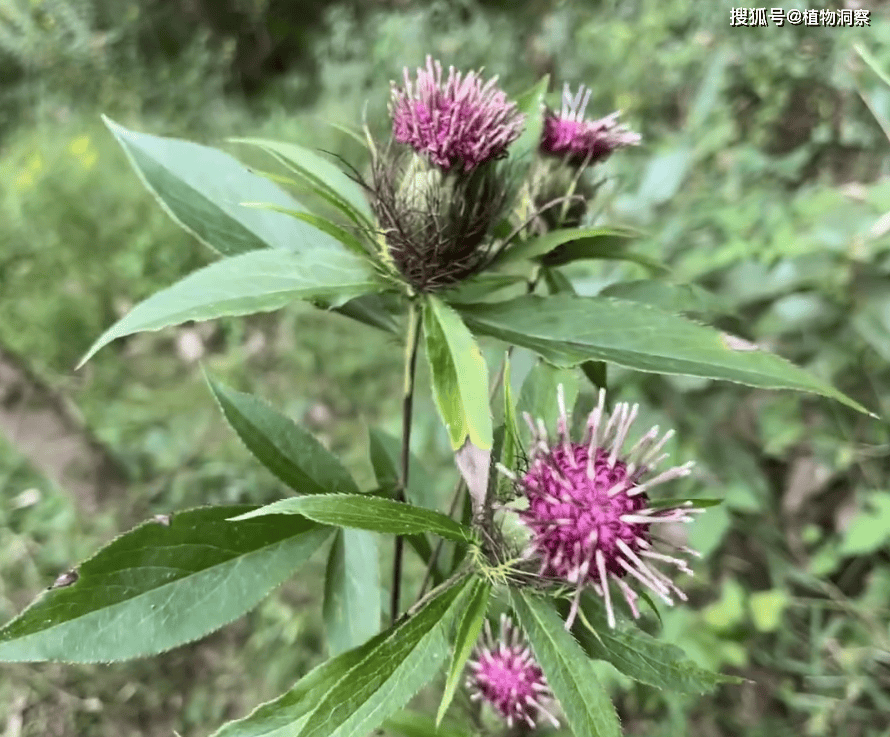 牛黄草植物图片图片