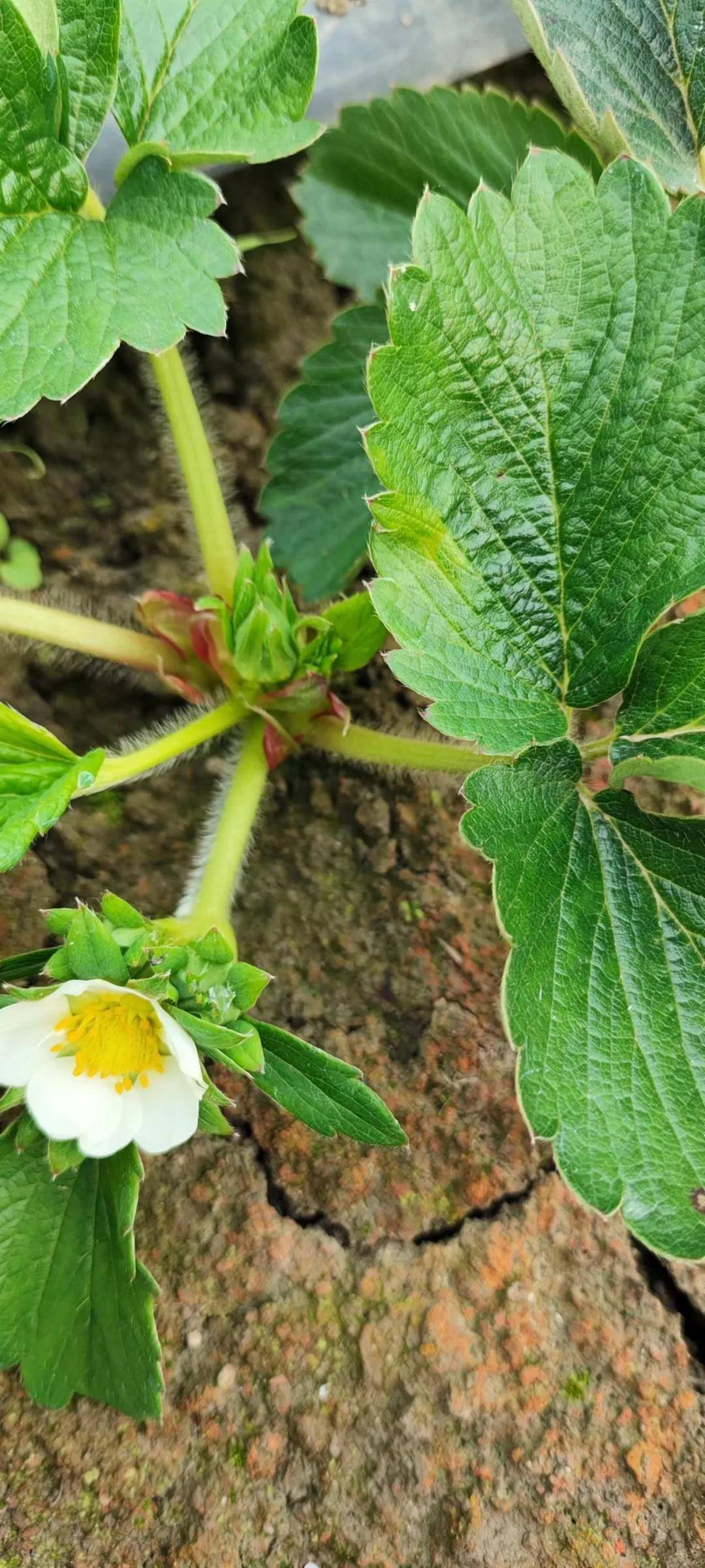 草莓花芽分化初期图片图片