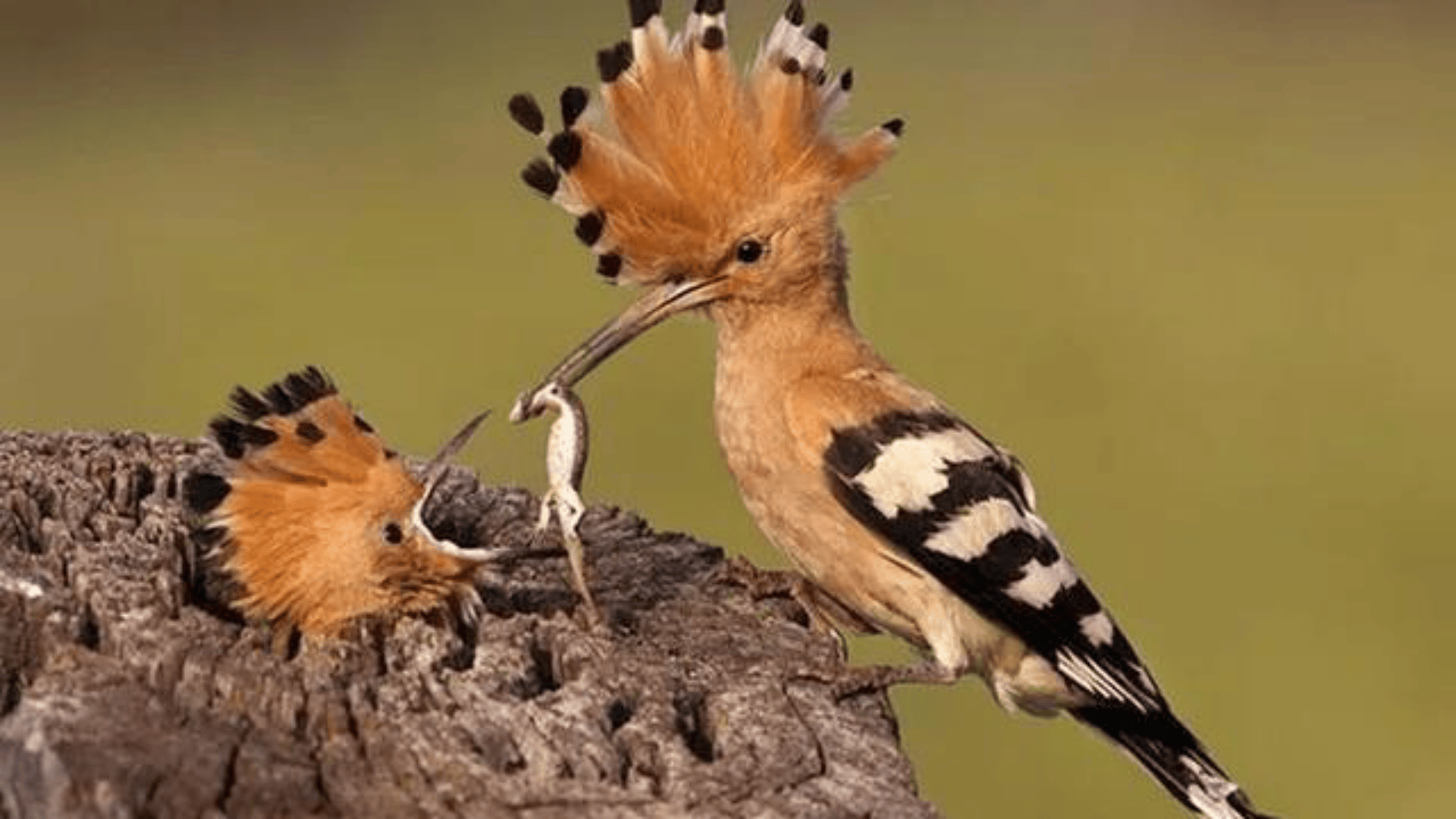 戴冠的臭鸟—戴胜,把整个家搞得臭烘烘的,竟是为了保护家人?