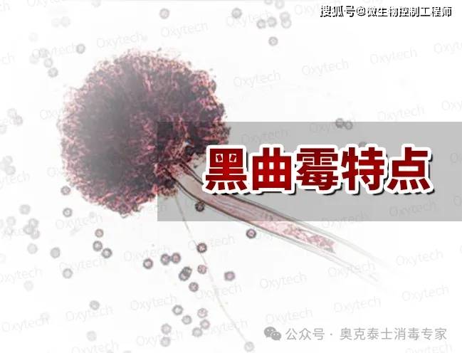 微生物细胞实验室洁净区黑曲霉孢子污染消毒效果不彻底,有什么好方法