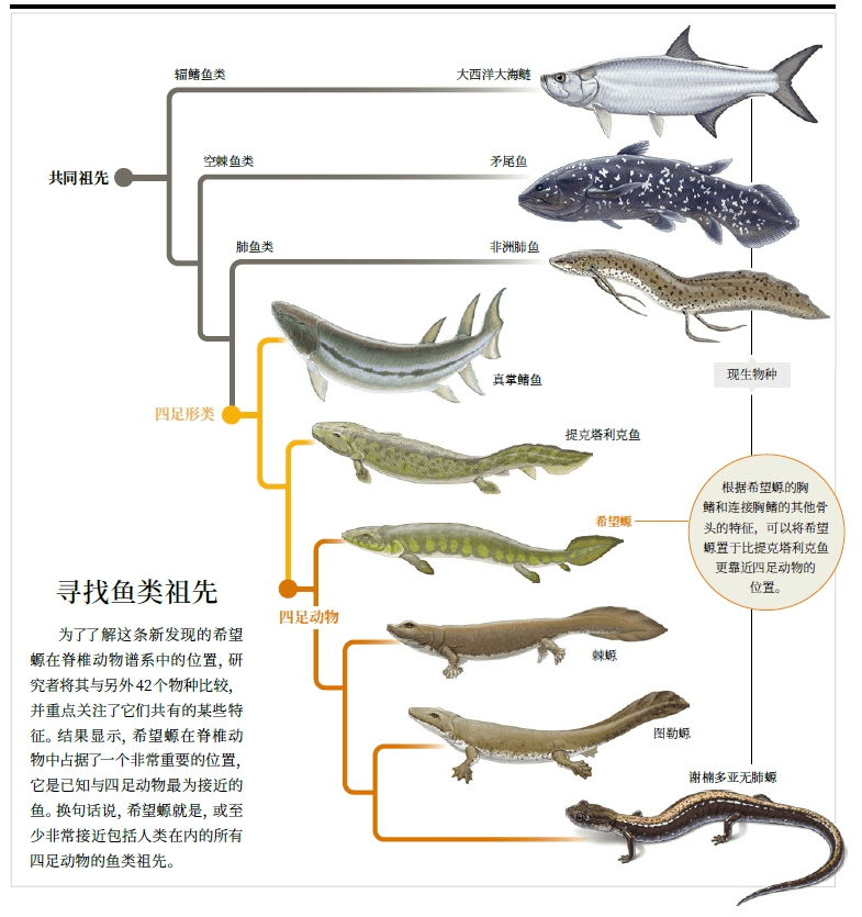 鱼生长过程图解 儿童图片