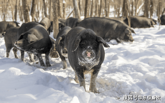 养殖黑豚的销路在哪儿(黑豚养殖需要些什么证件)