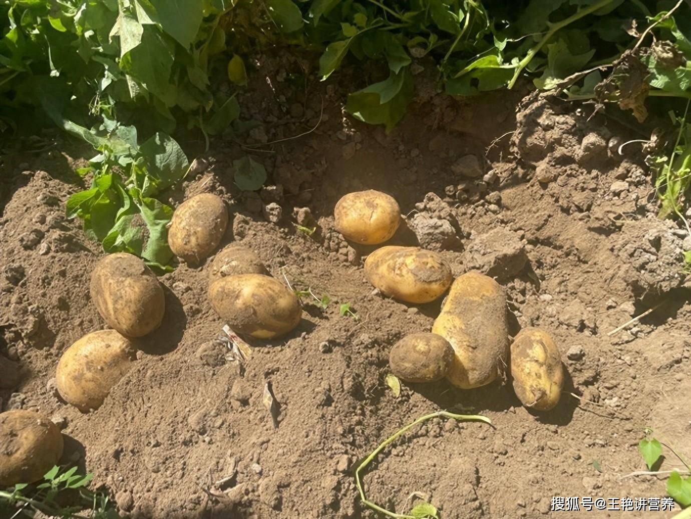 地下苹果”马铃薯：5大惊人功效，但2类人需警惕食用！_搜狐网