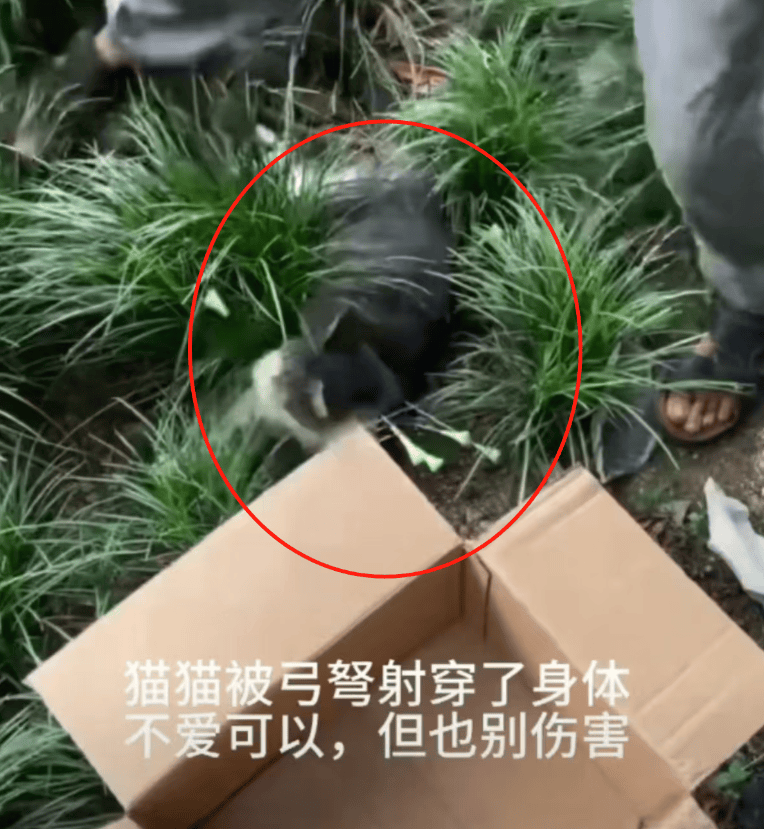 小孩自曝虐猫还称以杀猫为傲,男孩母亲:尊重孩子爱好