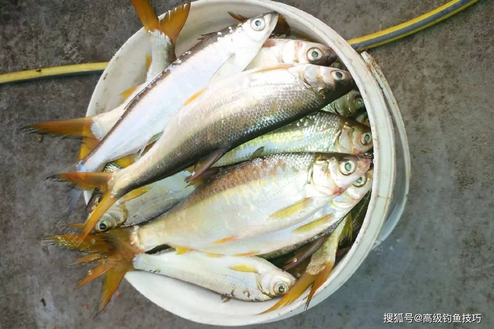 秋季钓黄尾的最佳窝料和钓饵,可轻松连竿