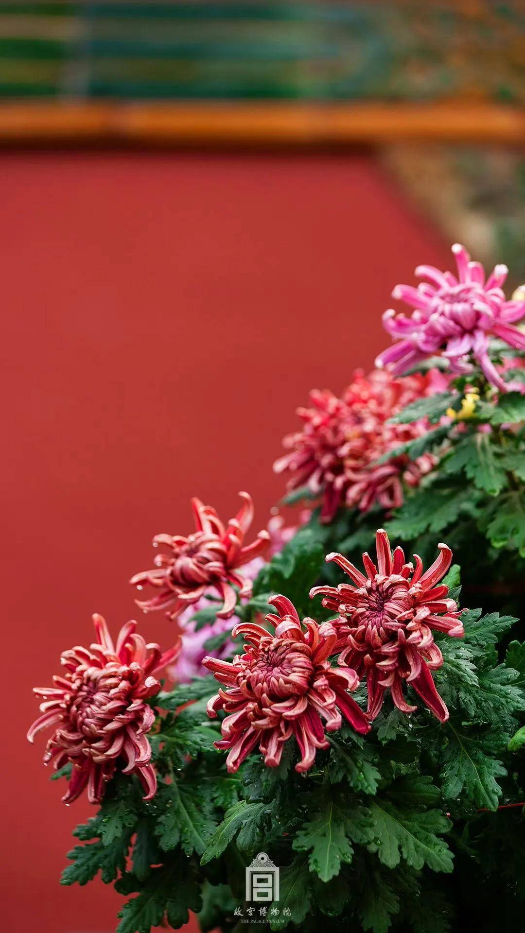 故宫菊花花纹图片