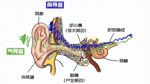 听小骨的作用图片