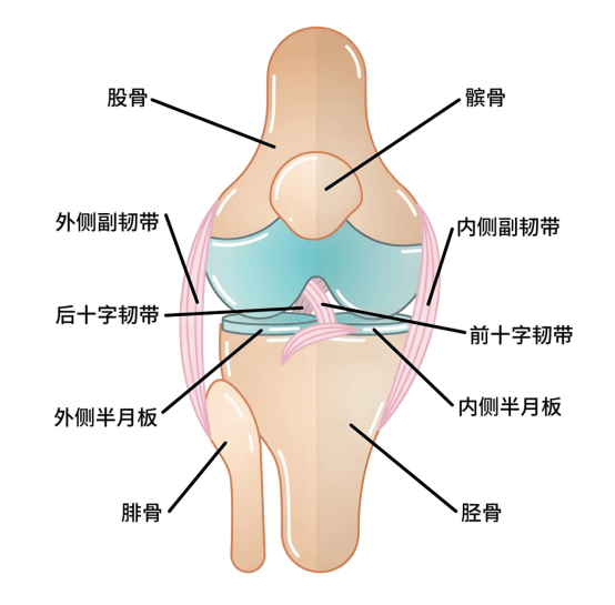半月板损伤预防及超声探索科学康复