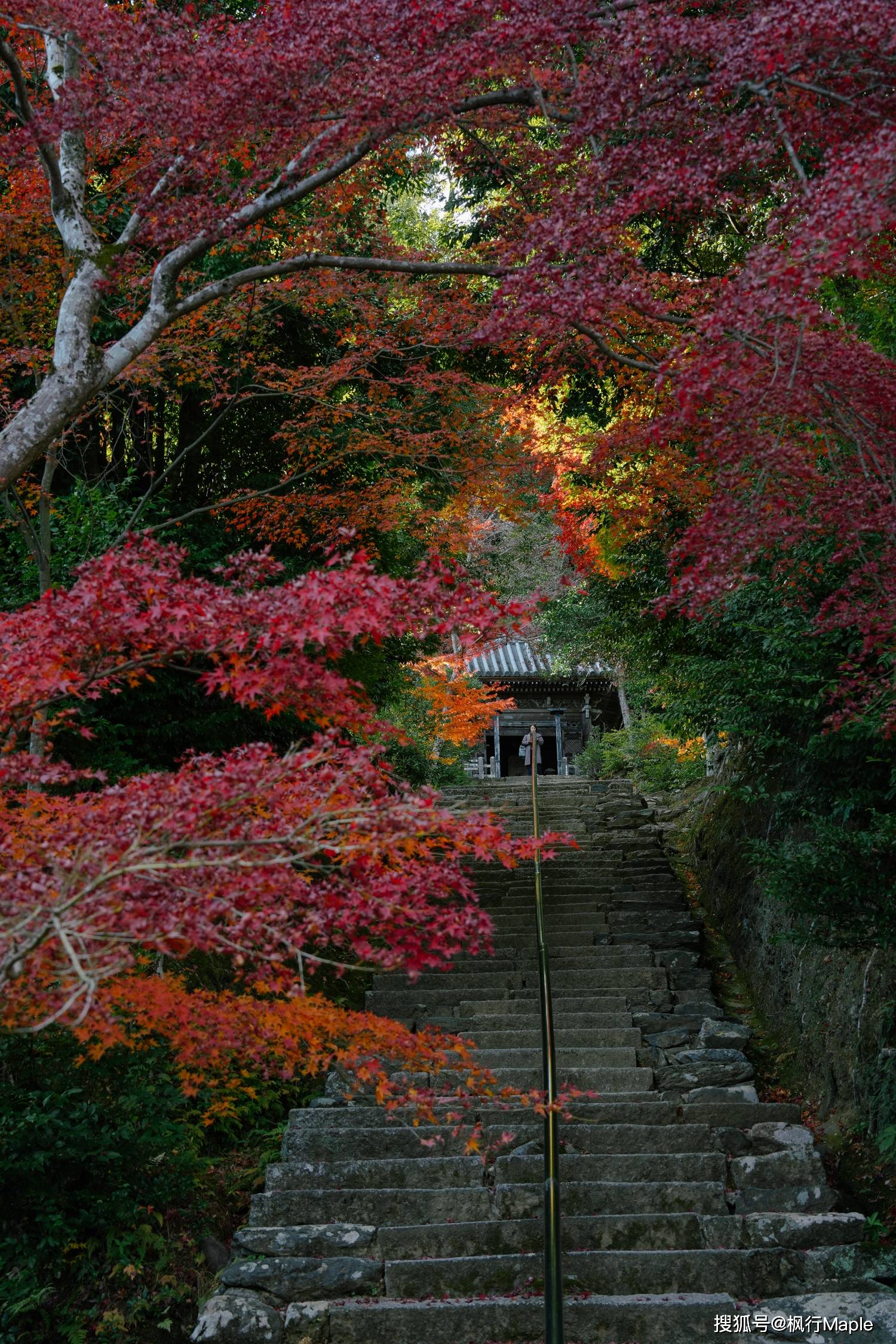 此生,总要在枫叶季去趟岚山吧_竹林_山庄_枫树